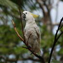 Image of Cacatua galerita triton Temminck 1849