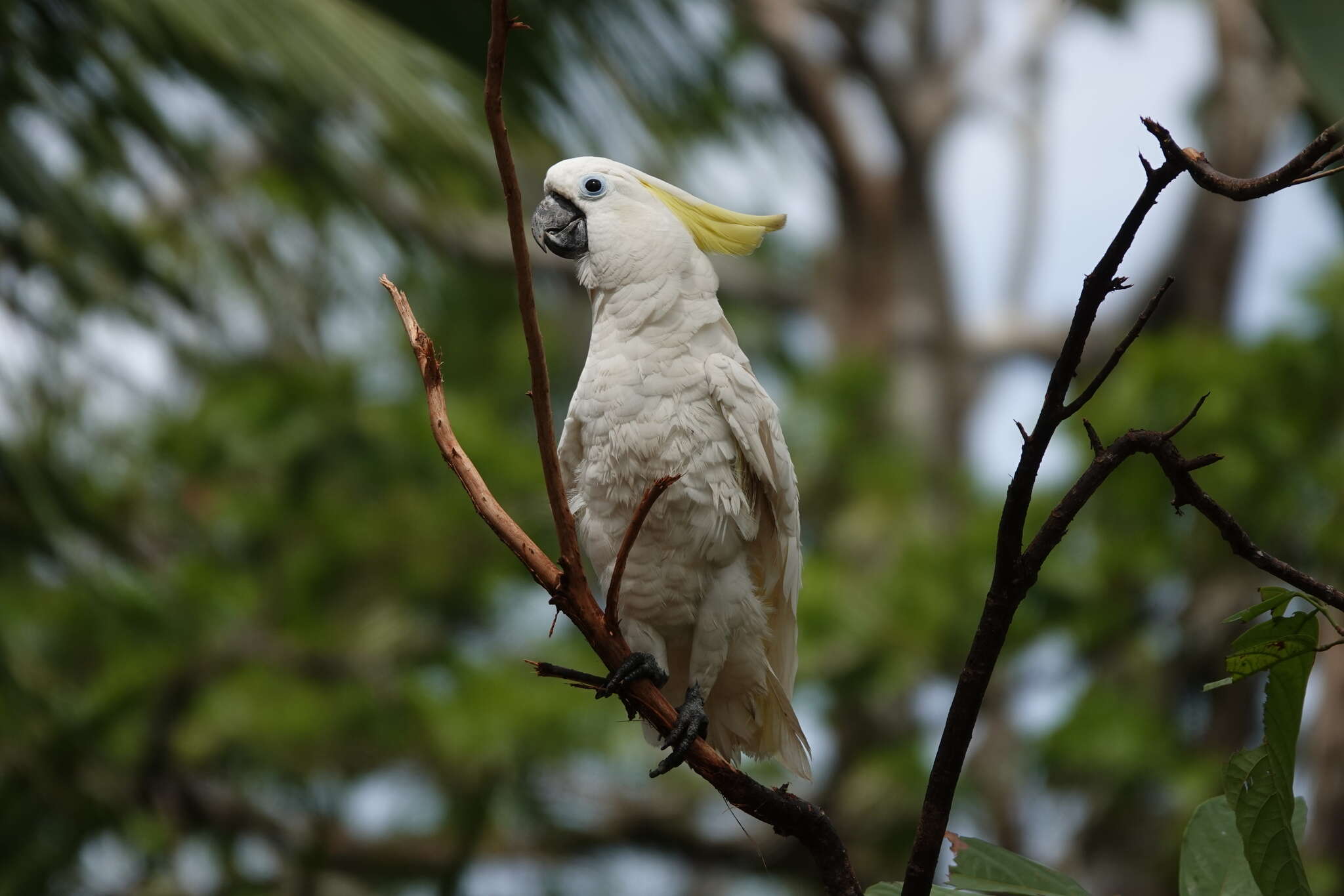 Image of Cacatua galerita triton Temminck 1849