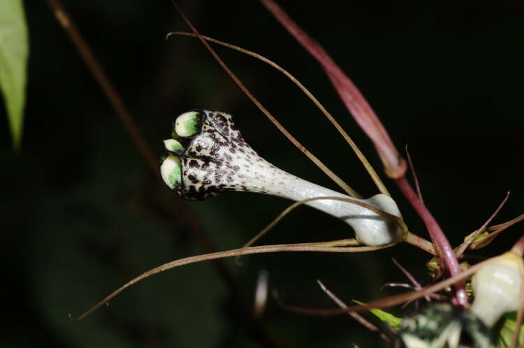 Image de Ceropegia fantastica Sedgwick