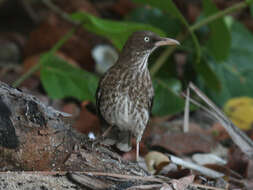 Image of Margarops Sclater & PL 1859