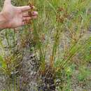 Juncus canadensis Gay resmi