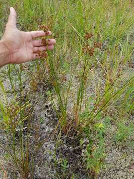 Imagem de Juncus canadensis Gay