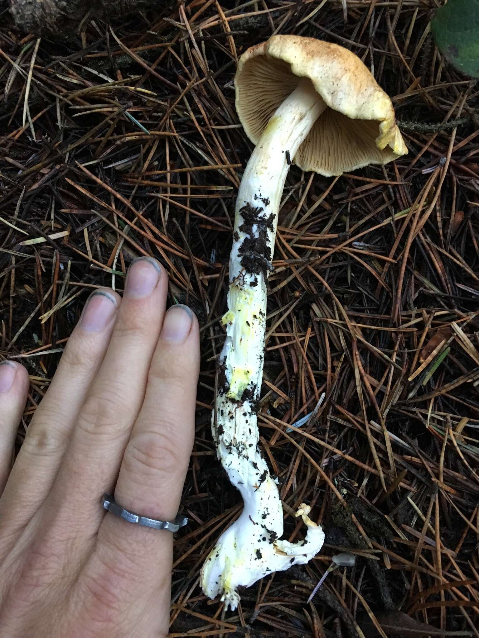 Imagem de Cortinarius rubicundulus (Rea) A. Pearson 1946