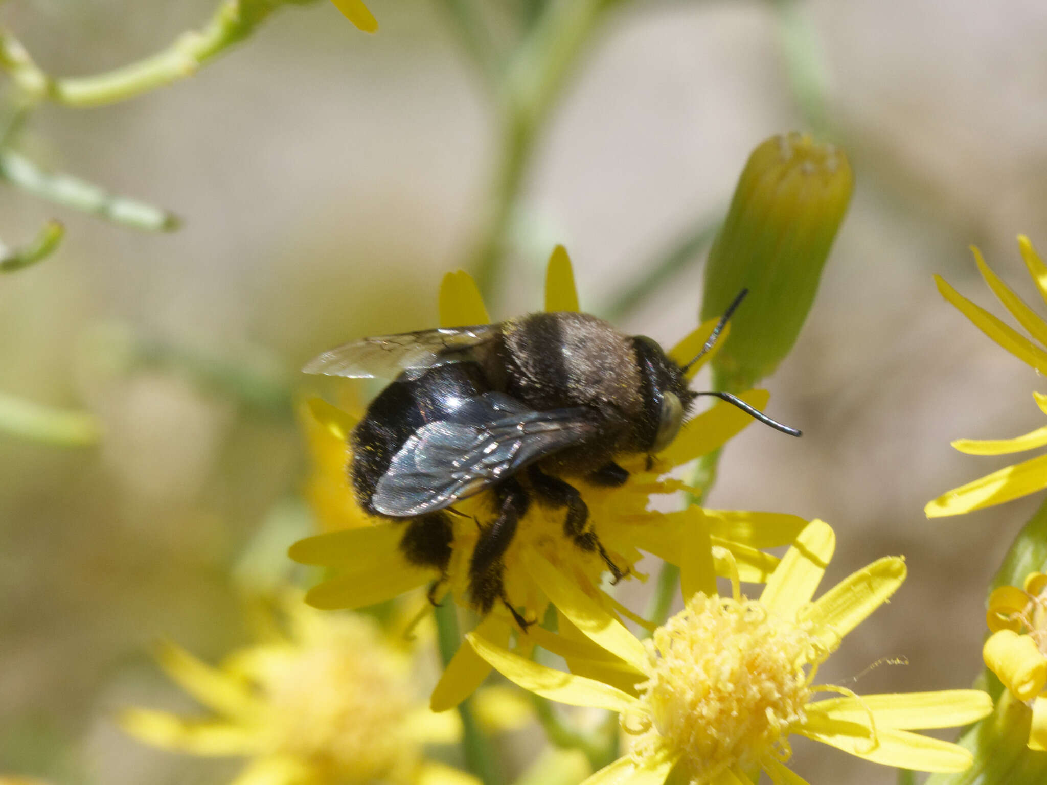 Image of Centris vardyorum Roig-Alsina 2000