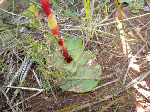 Image de Satyrium muticum Lindl.