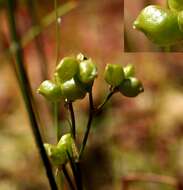 Image of pod-grass family