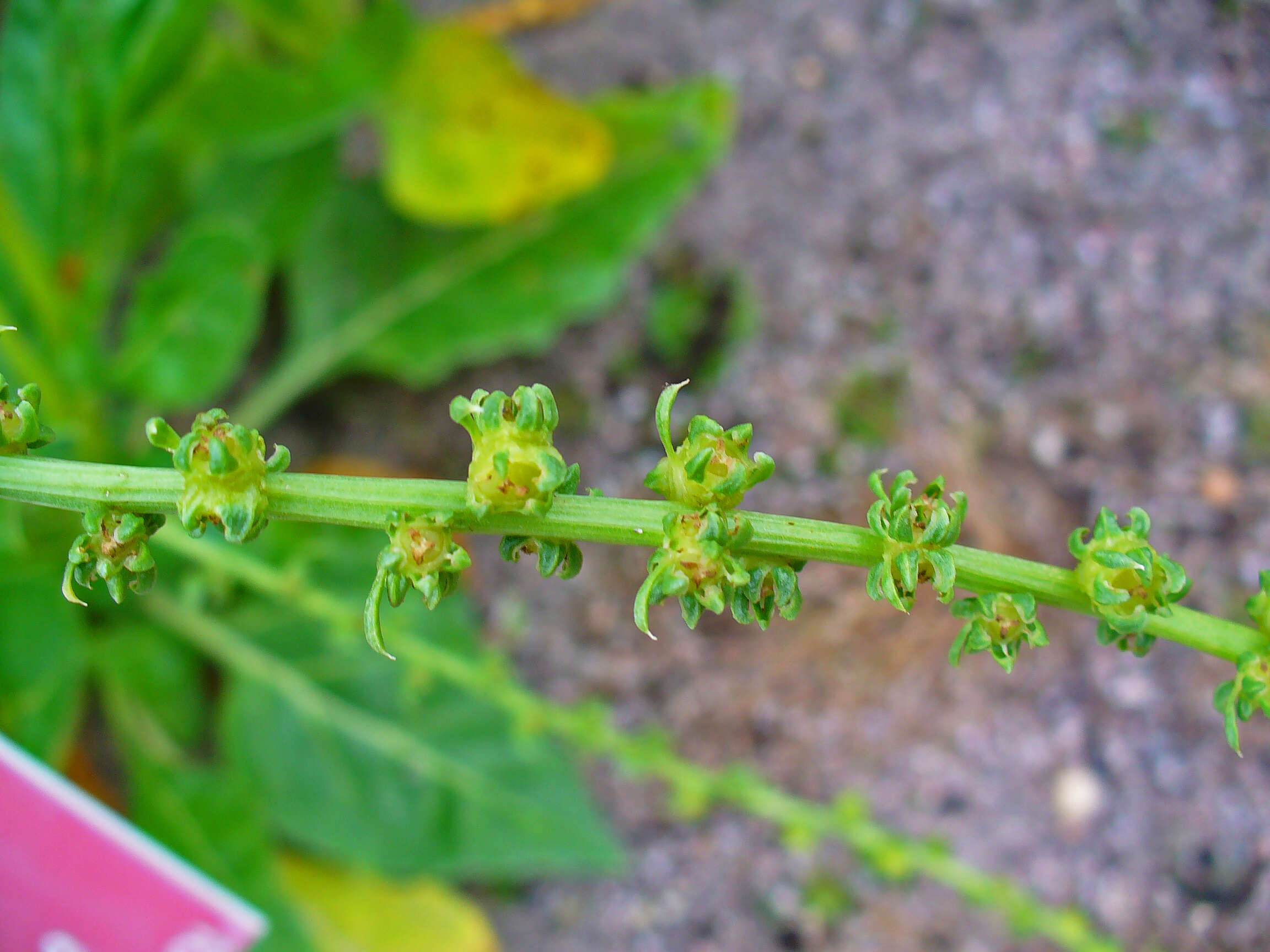 Image of sea beet