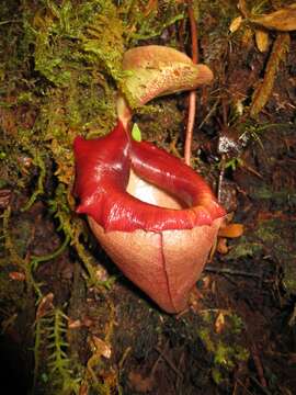 Image of Nepenthes flava Wistuba, Nerz & A. Fleischm.