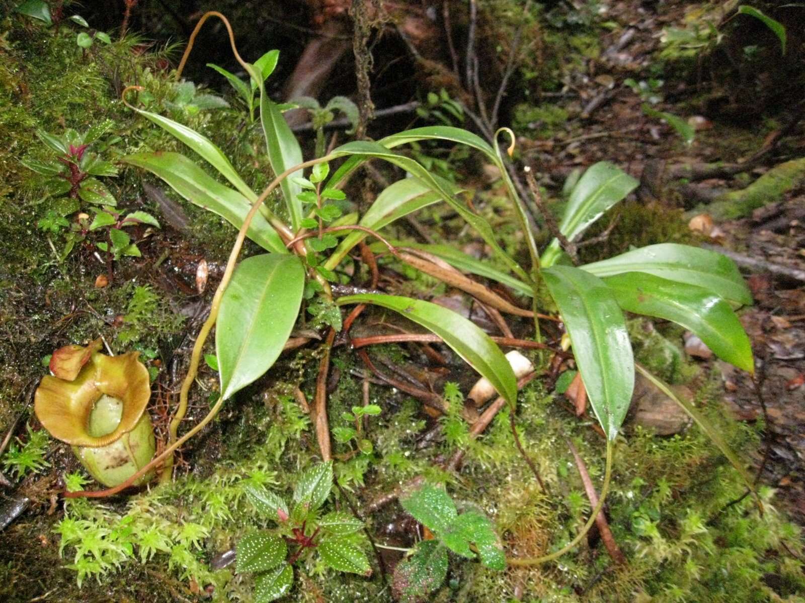 Image of Nepenthes jacquelineae Clarke, Davis & Tamin