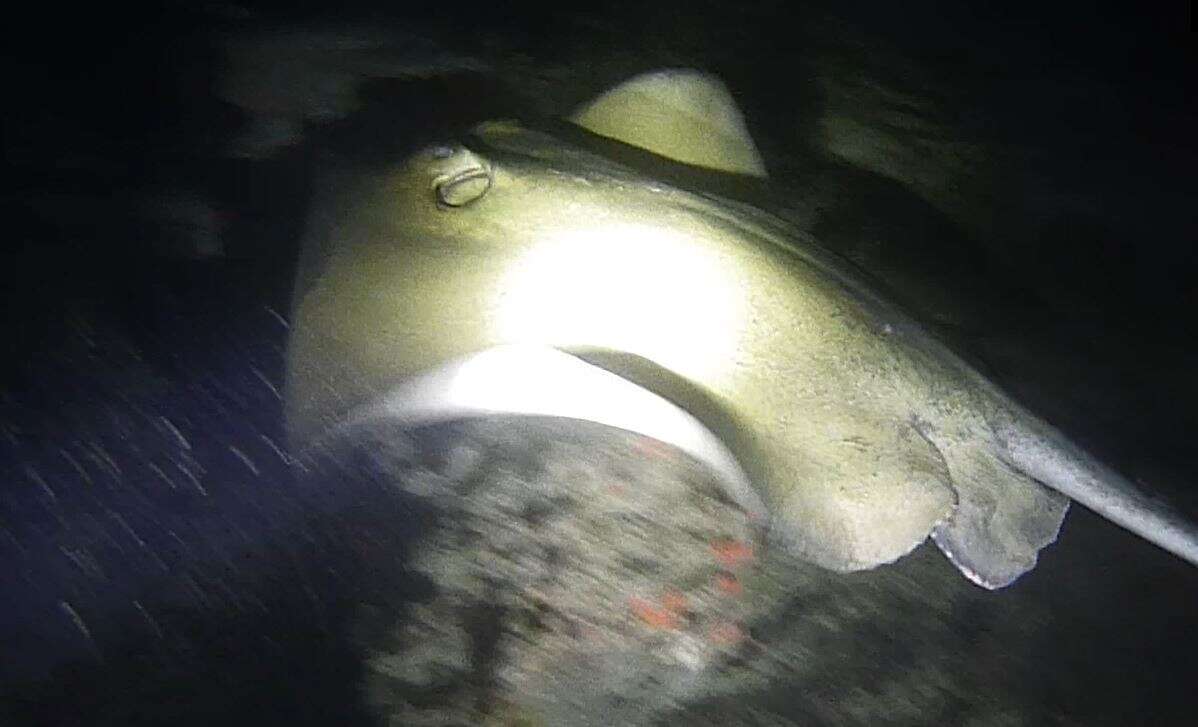 Image of Brown Stingray