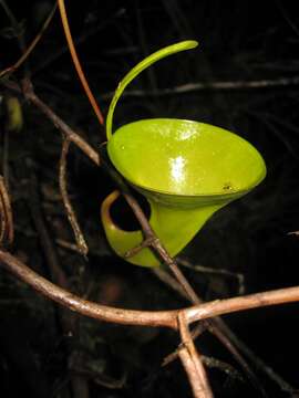 Imagem de Nepenthes inermis Danser