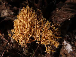 Phaeoclavulina myceliosa resmi