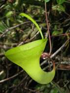 Imagem de Nepenthes inermis Danser