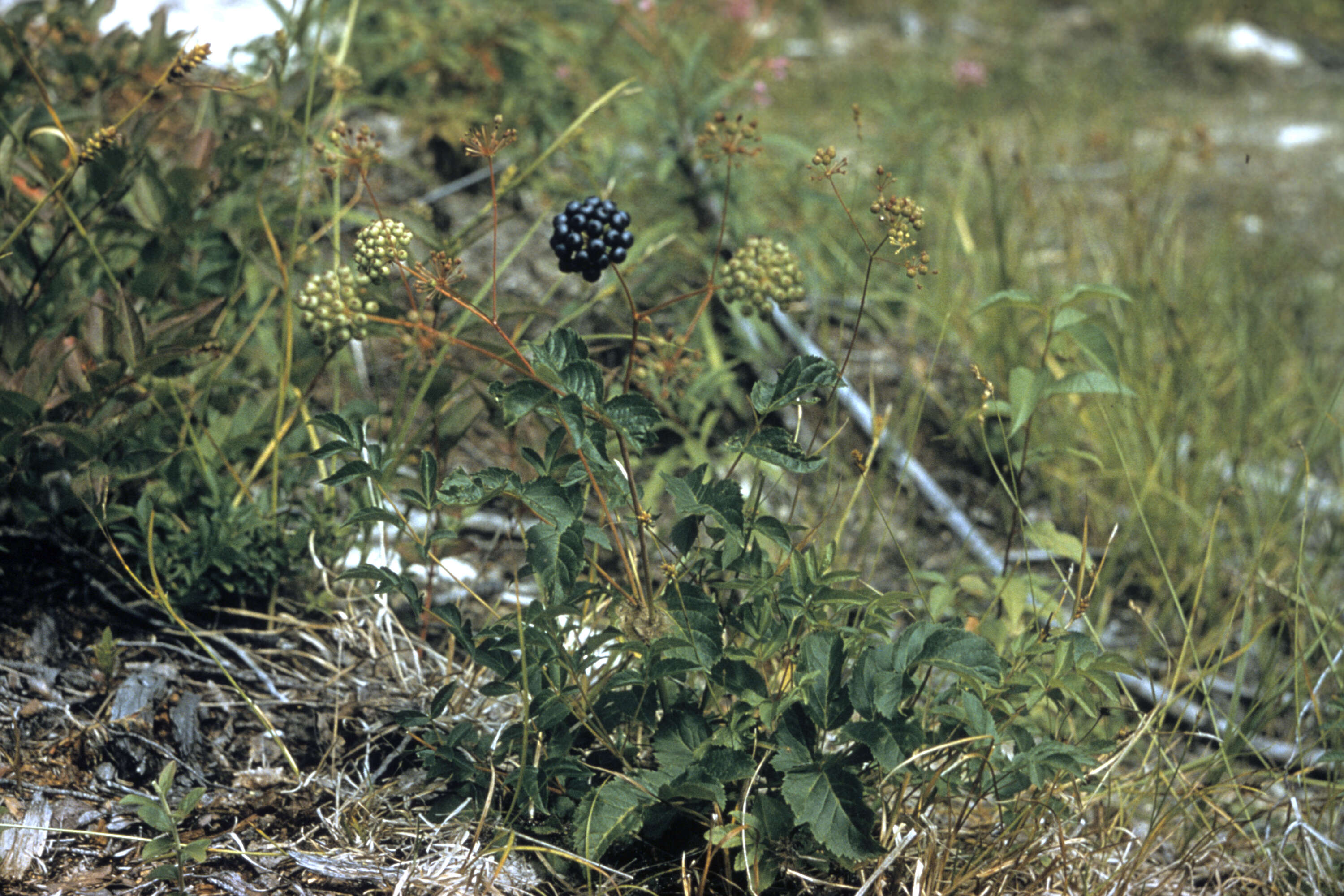 Image of spikenard