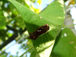 Image of Cutworm