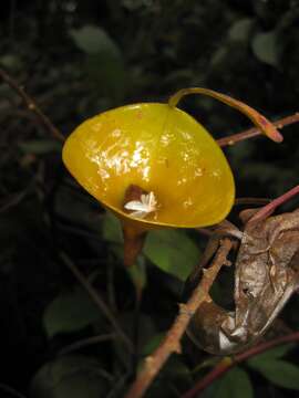 Imagem de Nepenthes inermis Danser