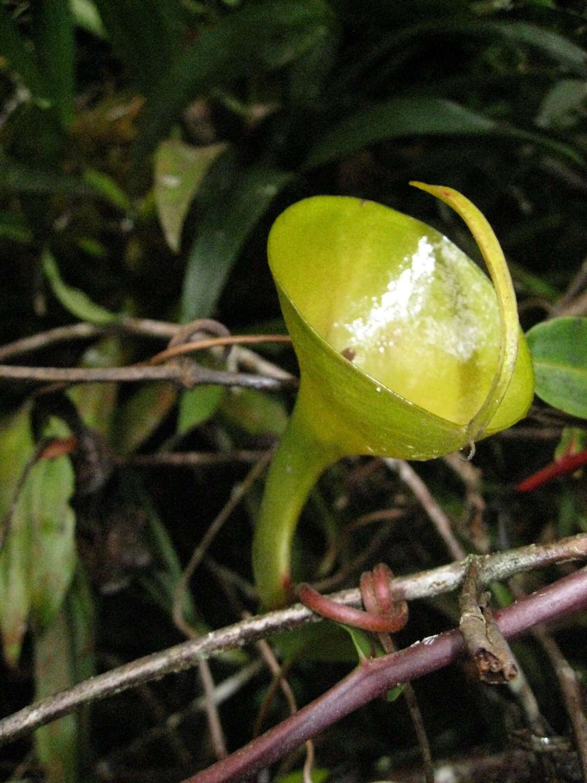 Imagem de Nepenthes inermis Danser