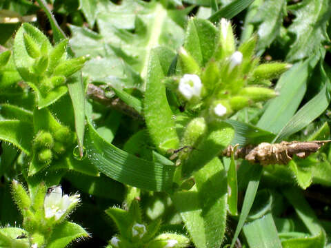 Image of sticky chickweed