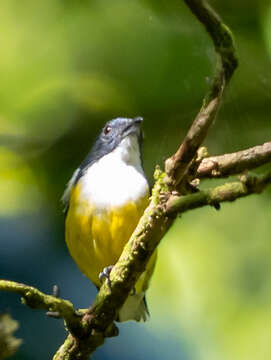 Image of Legge's Flowerpecker