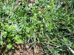 Image of sticky chickweed