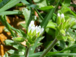 Image of sticky chickweed