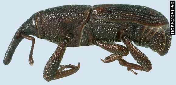 Image of rice weevil