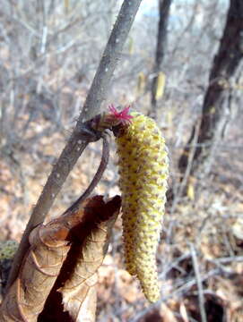 Plancia ëd Corylus heterophylla Fisch. ex Trautv.