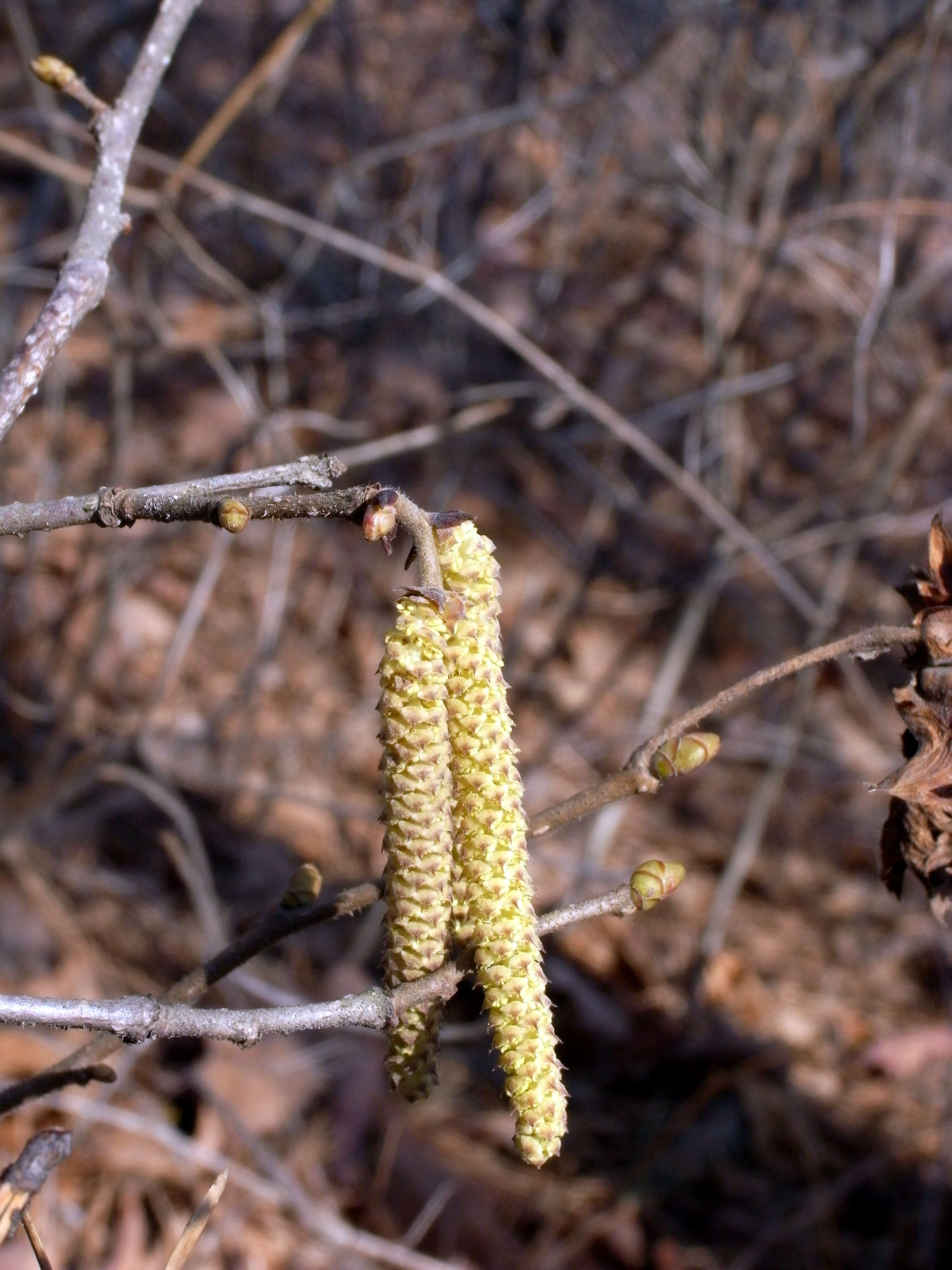 Image of Siberian hazelnut