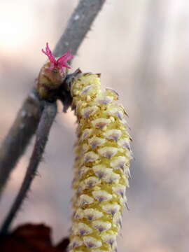 Image of Siberian hazelnut