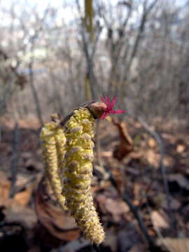 Image of Siberian hazelnut