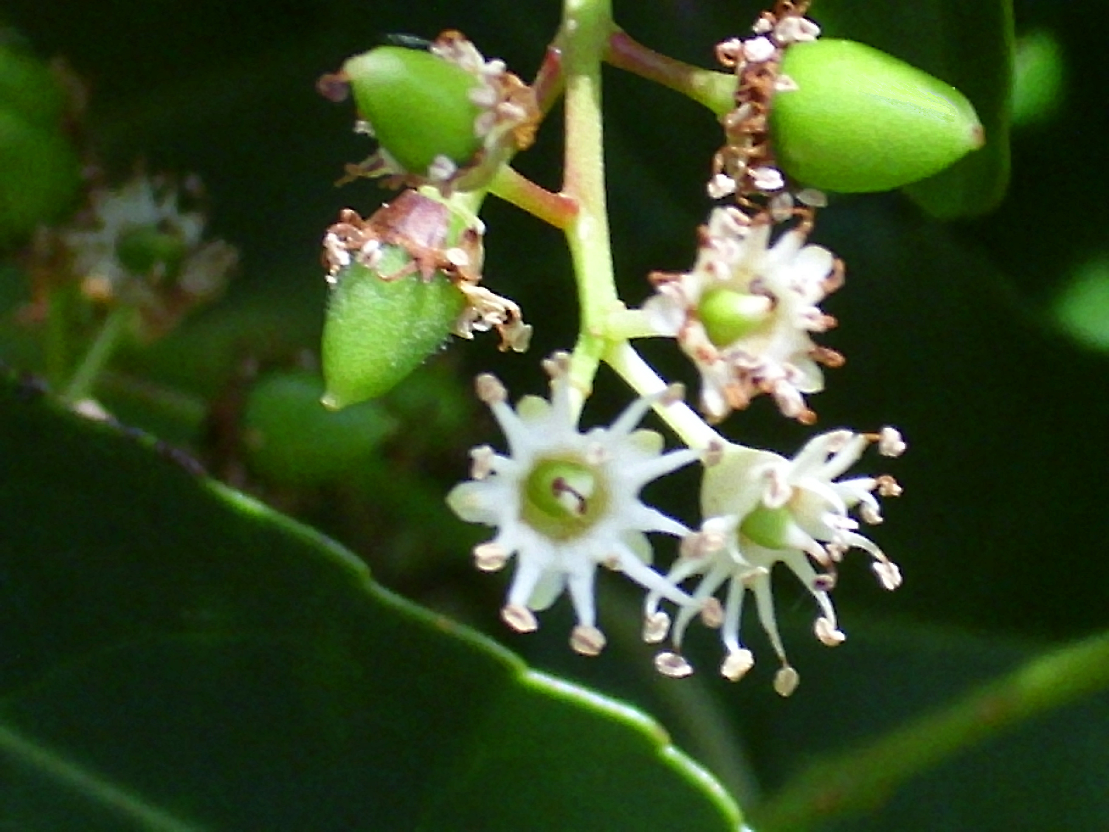 Prunus lusitanica (rights holder: )