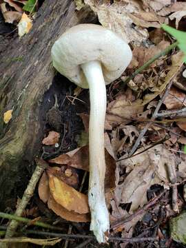 Image of Leccinum holopus (Rostk.) Watling 1960