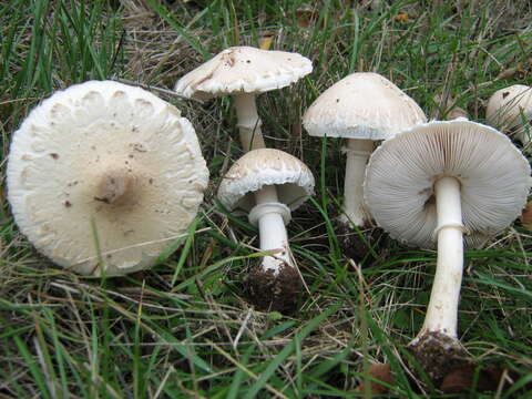 Image of Macrolepiota excoriata (Schaeff.) Wasser 1978