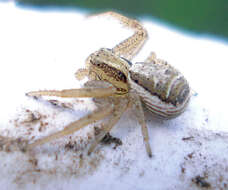 Image of common crab spider