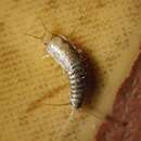 Image of Silverfish