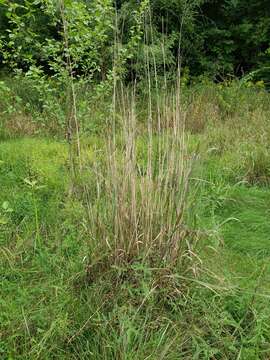 Andropogonaceae resmi