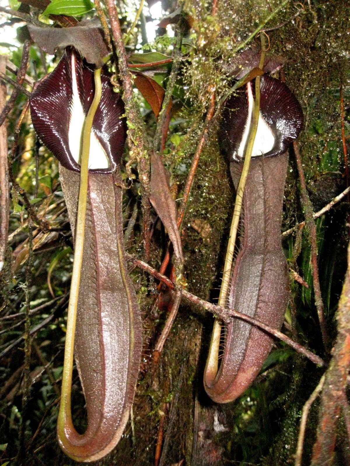 Imagem de Nepenthes izumiae Troy Davis, C. Clarke & Tamin