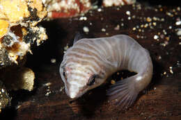 Image of Tasmanian clingfish