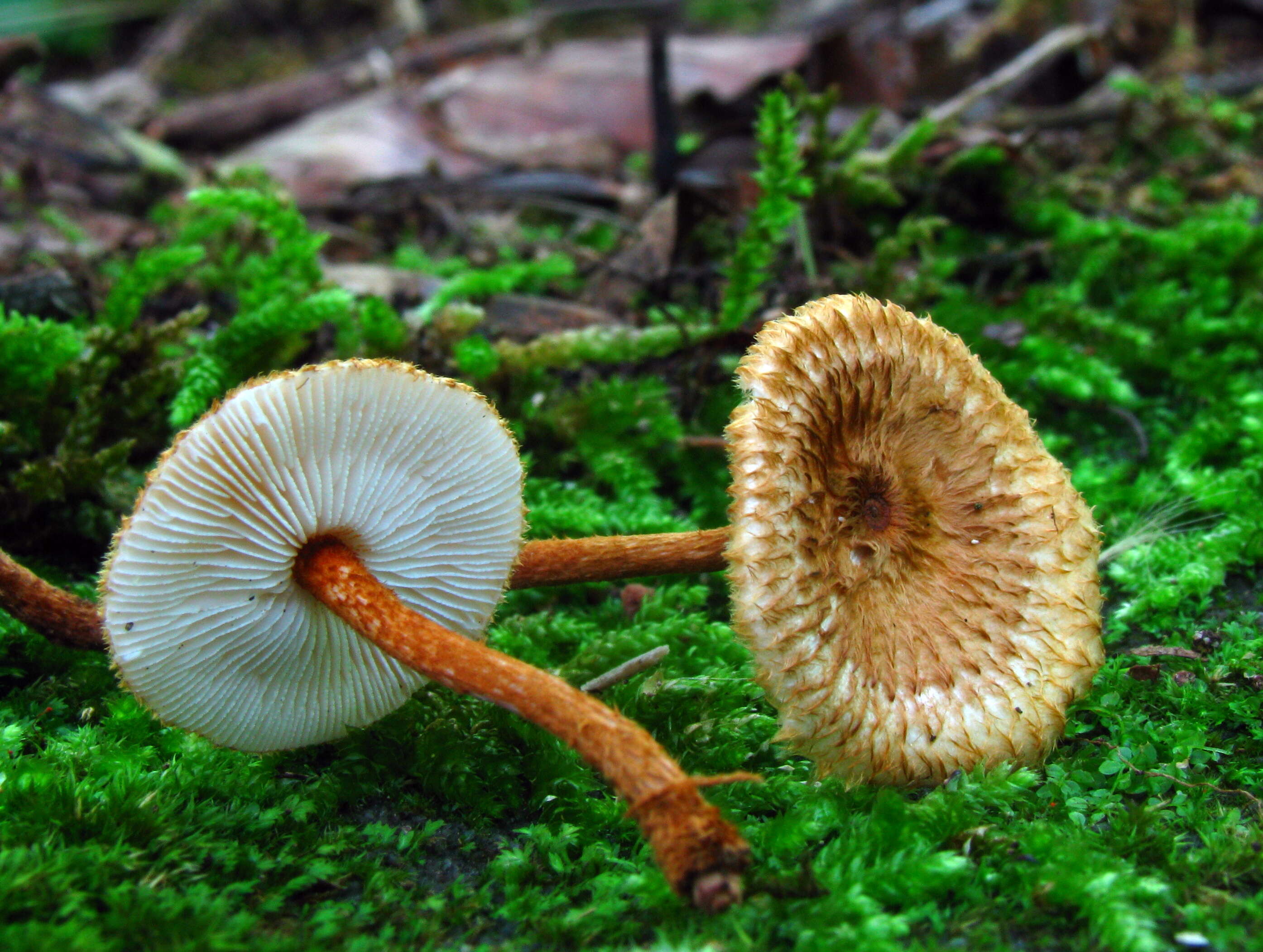 Plancia ëd Collybia zonata (Peck) Sacc. 1887