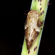 Image of European Alder Spittlebug