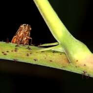 Image of European Alder Spittlebug