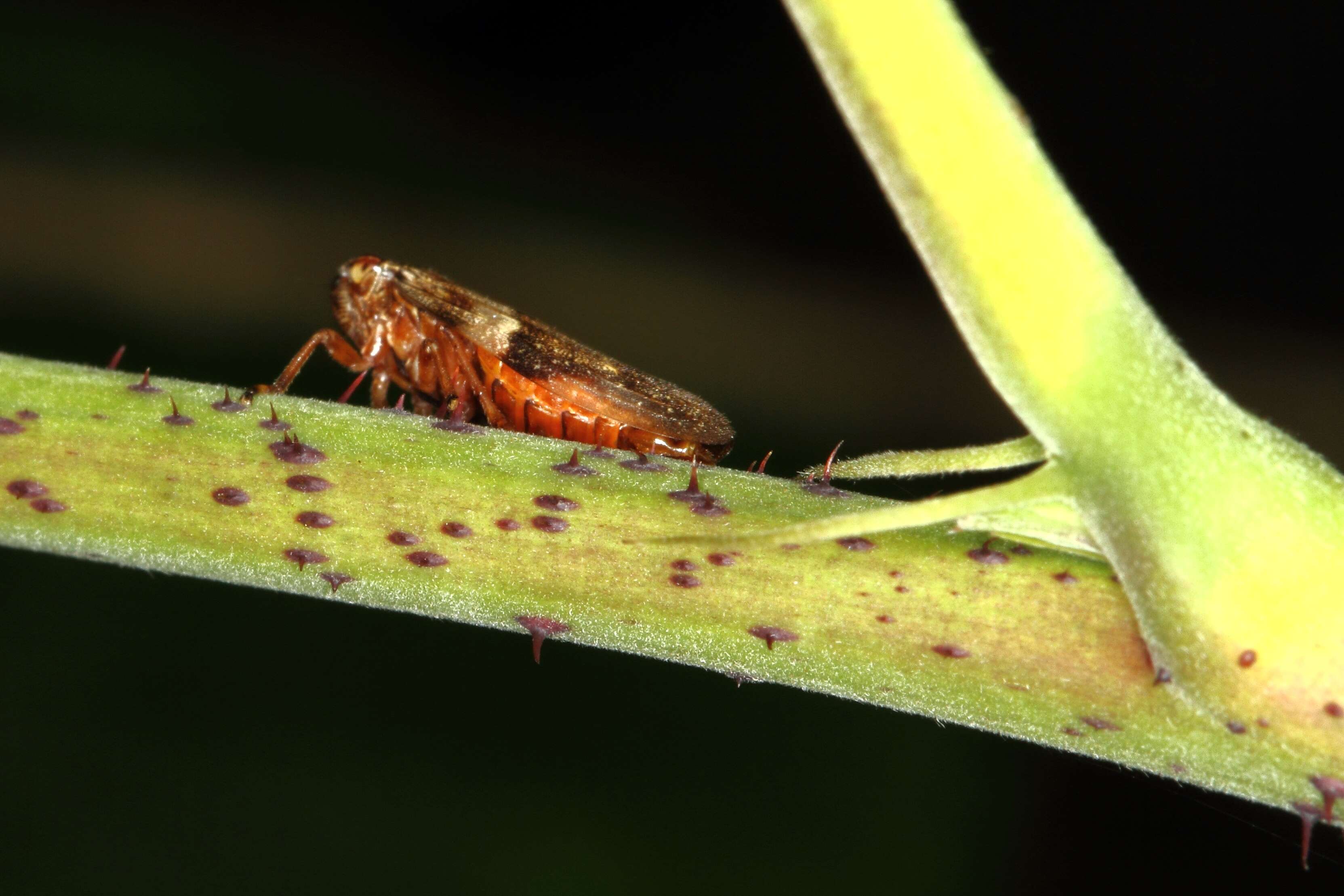 Image of European Alder Spittlebug