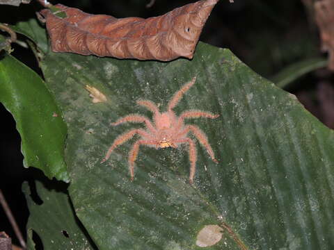 Heteropoda davidbowie Jäger 2008 resmi