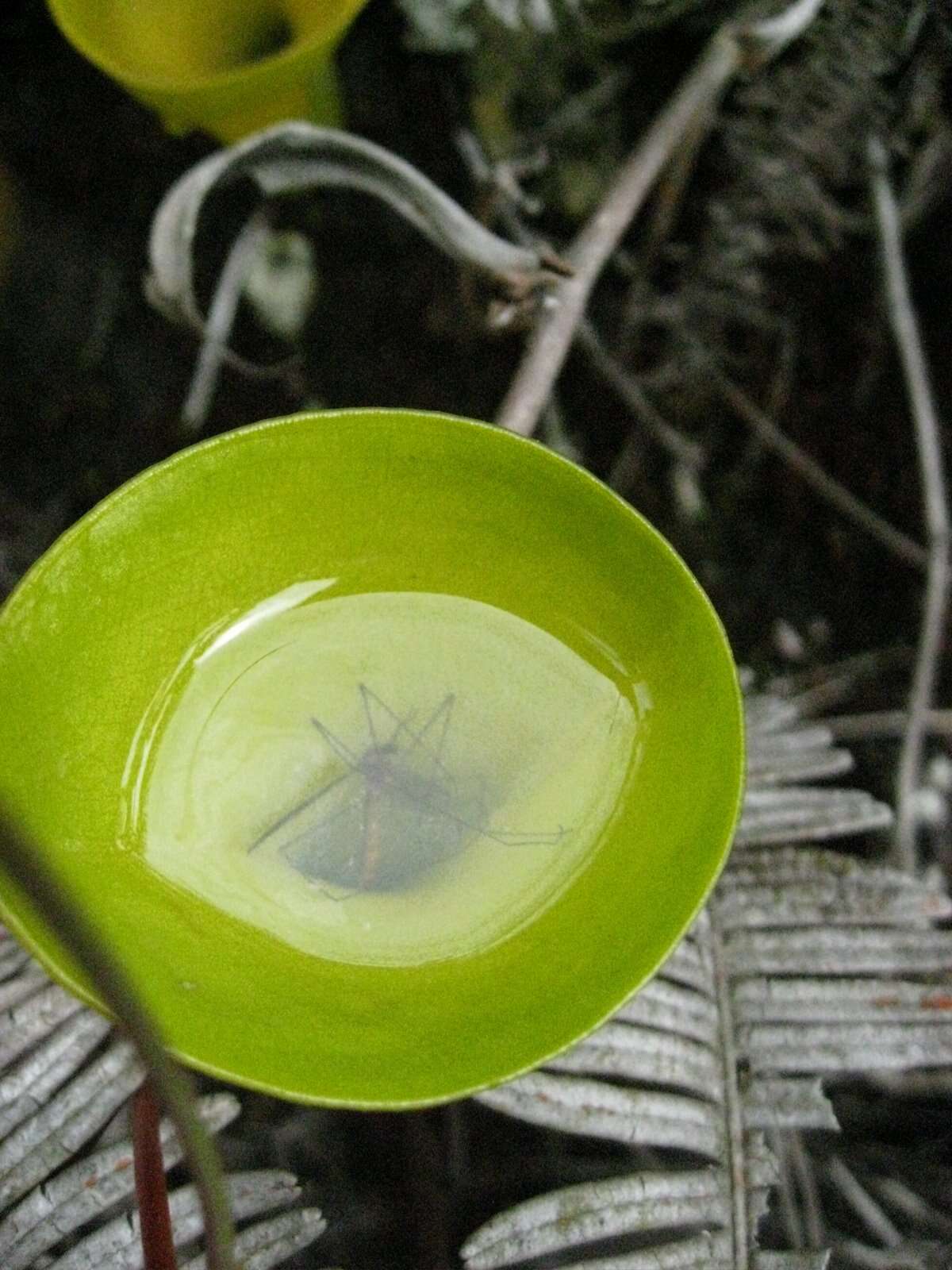 Imagem de Nepenthes inermis Danser