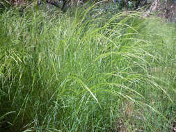 Image of Button Grass