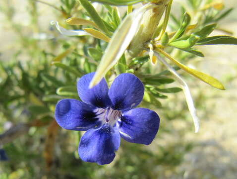 Image de Aptosimum spinescens (Thunb.) Weber