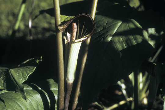 Image of Jack in the pulpit