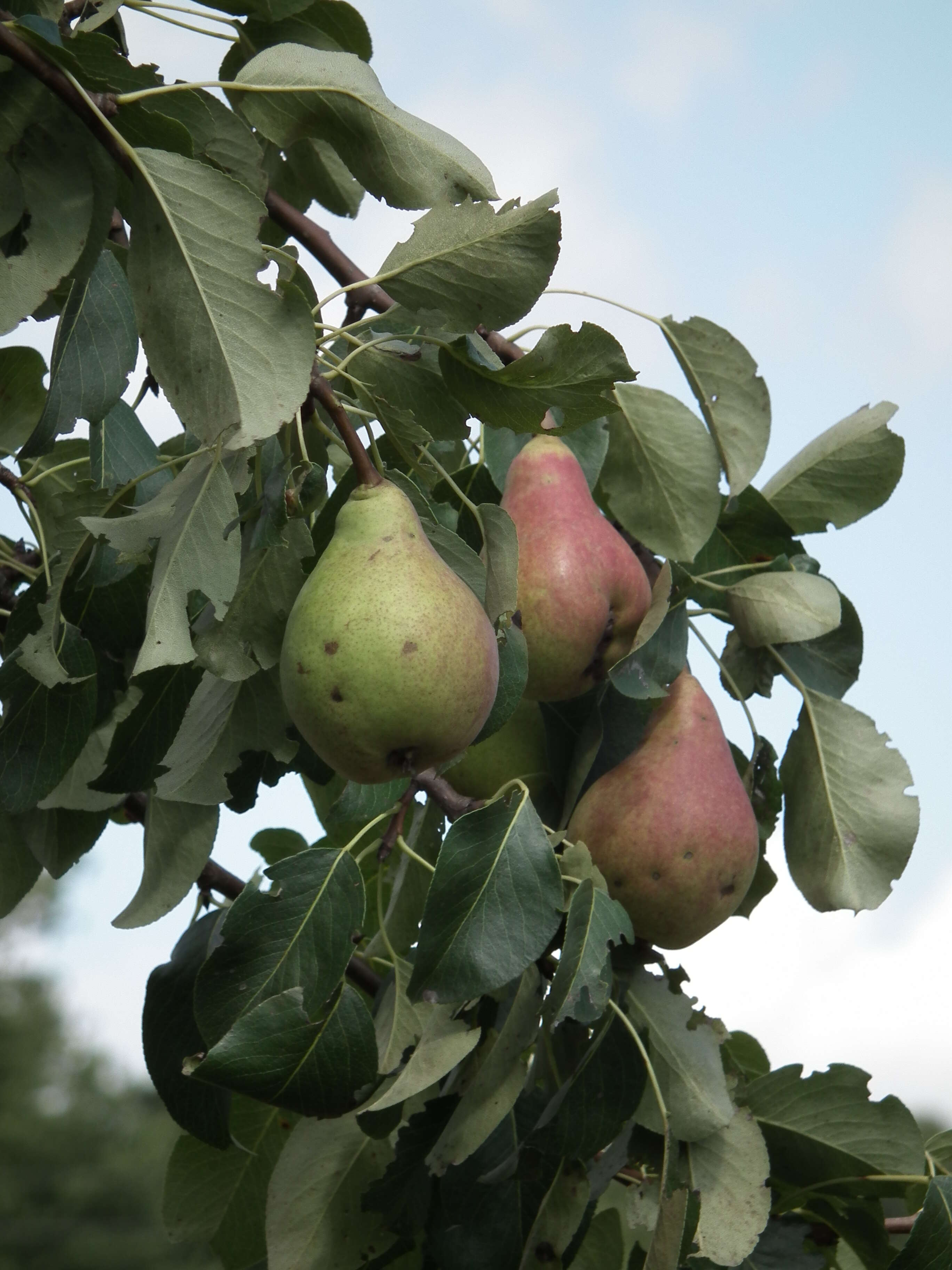 Image of European Pear