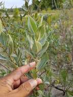 Imagem de Salix cordata Michx.