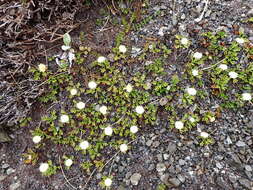 Plancia ëd Leptinella pyrethrifolia (Hook. fil.) D. G. Lloyd & C. J. Webb